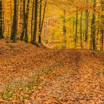 deciduous-forest-1798857_640